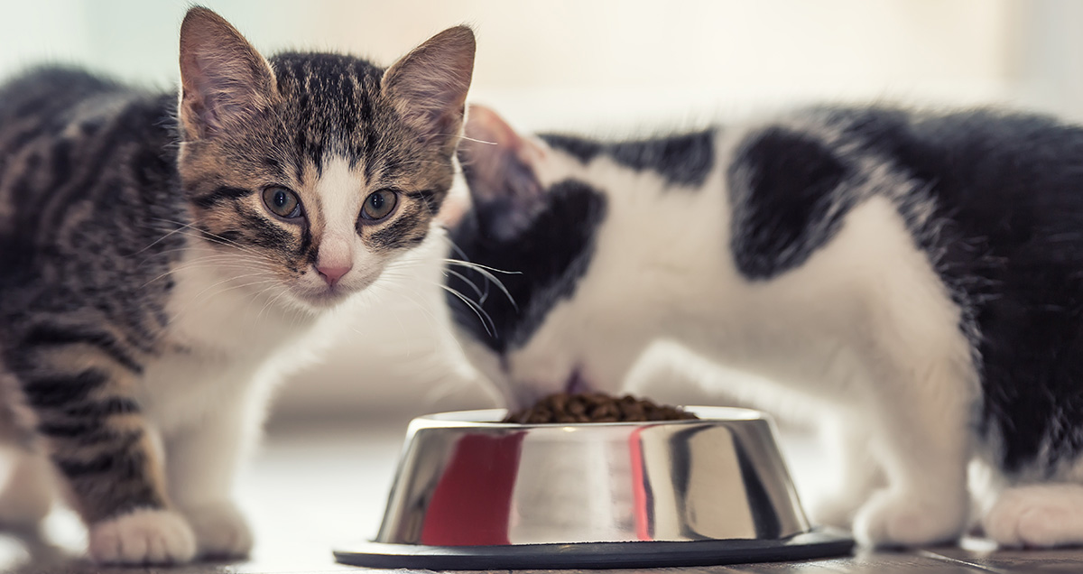 Kittens start shop eating